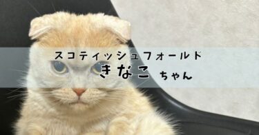 きなこ｜スコティッシュフォールド♀｜みんなのハッピーにゃいふ紹介８